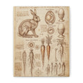 Vintage Botanical Anatomy Canvas